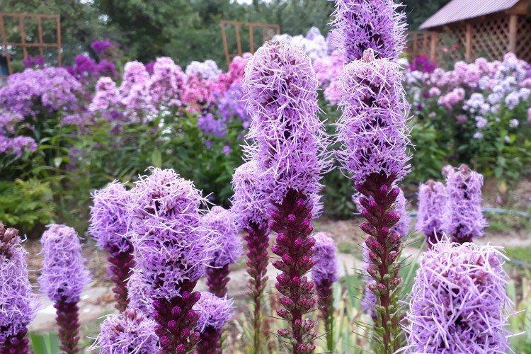 Шероховатый лиатрис