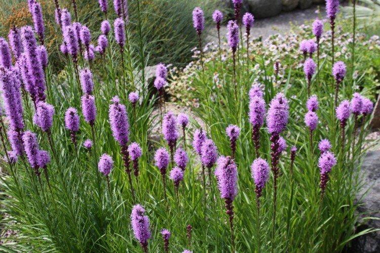 Удобрения и подкормка