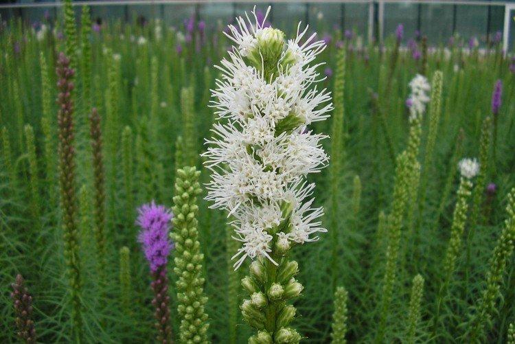 Окучивание