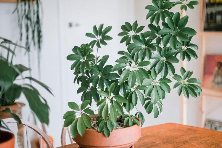 Удобрения и подкормка