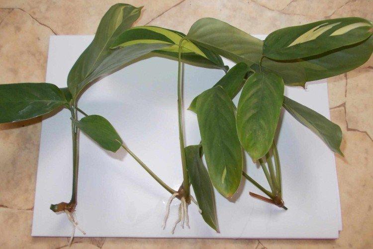 Посадка и размножение шеффлеры