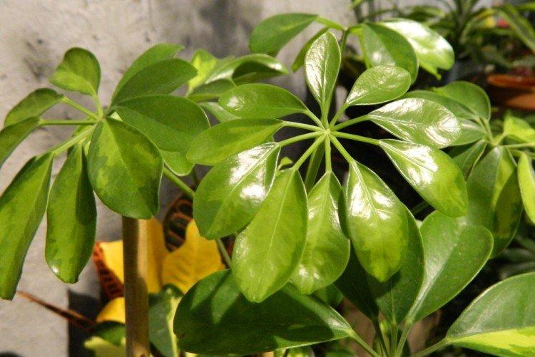 Шеффлера – фото