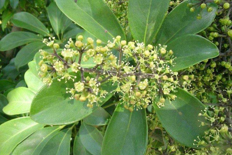 Шеффлера – фото