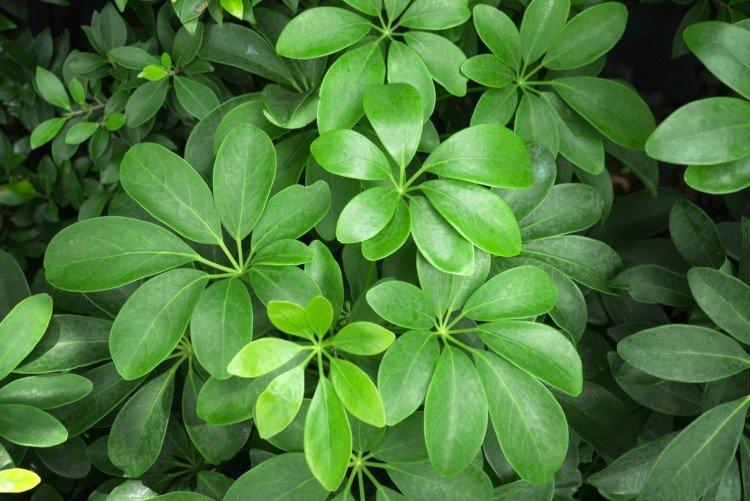 Шеффлера – фото