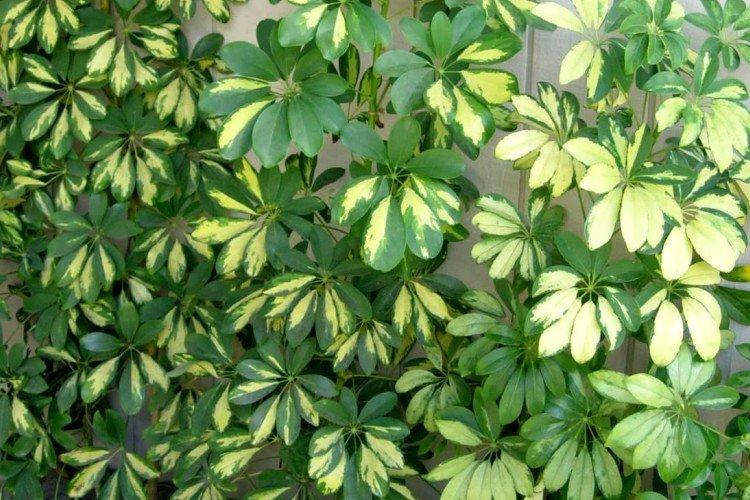 Шеффлера – фото