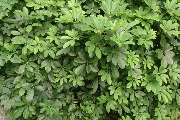 Шеффлера – фото