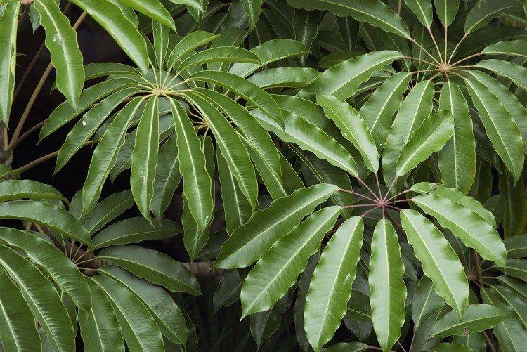 Пальчатая шеффлера