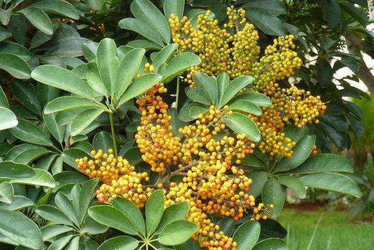 Шеффлера – фото