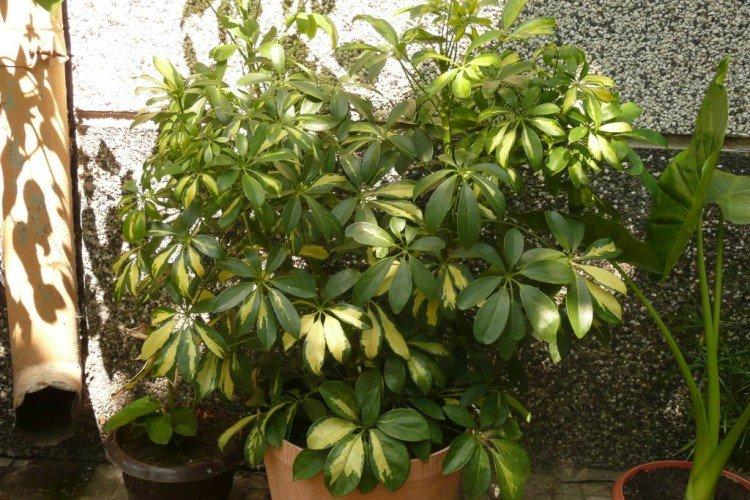 Шеффлера – фото