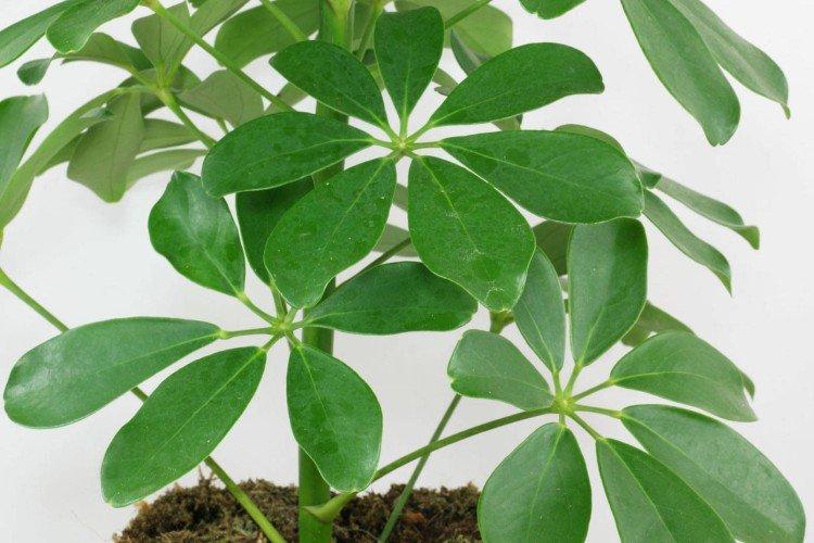 Шеффлера – фото