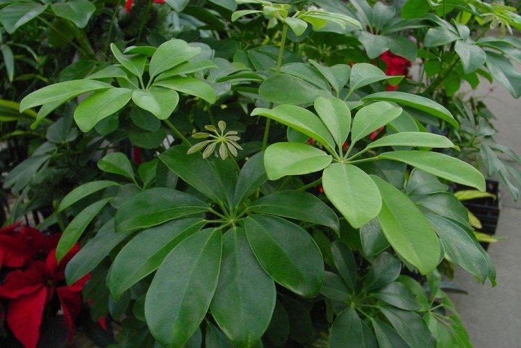 Шеффлера – фото