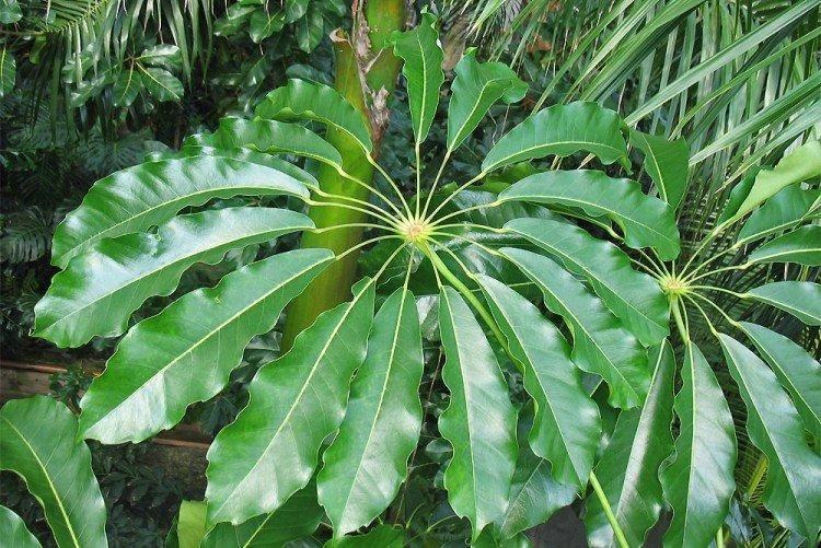 Шеффлера – фото