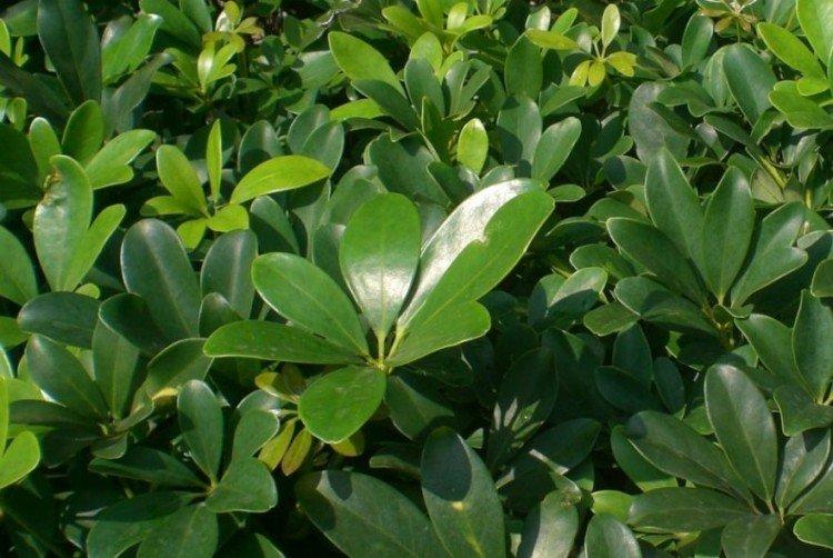 Восьмилистковая шеффлера