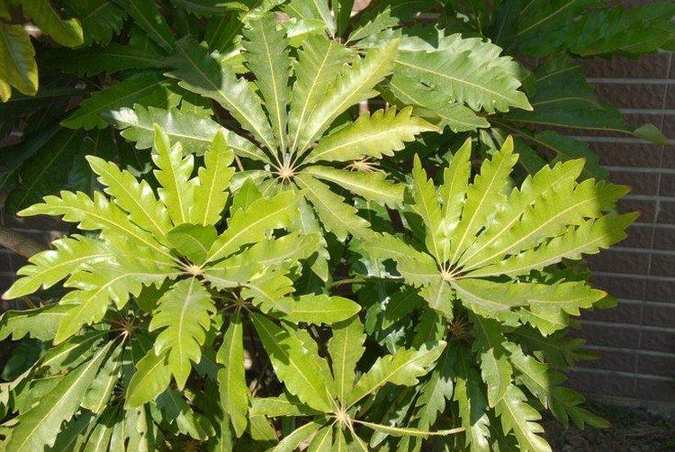 Шеффлера Вейтча