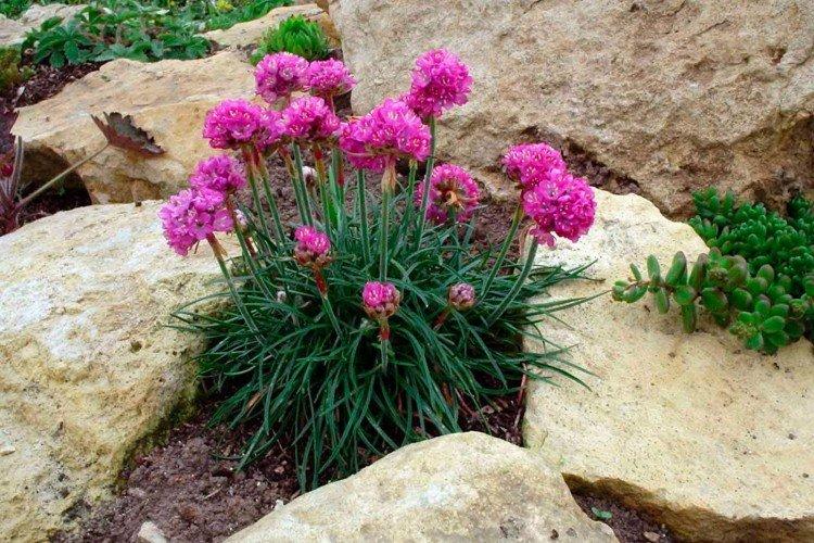 Удобрения и подкормка