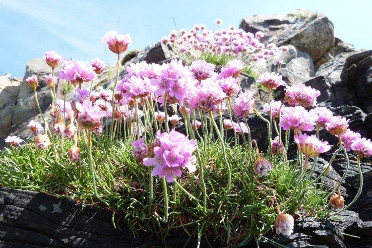 Армерия – фото