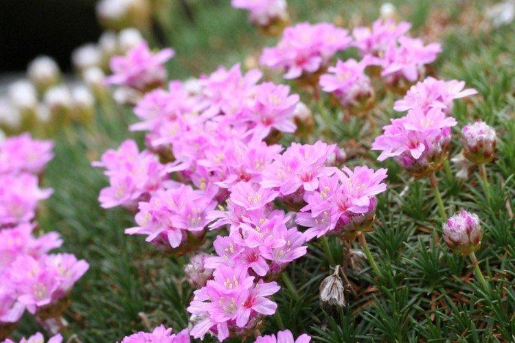 Армерия – фото