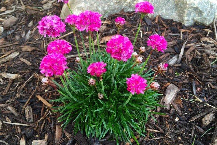 Армерия – фото