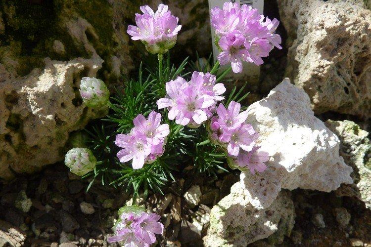 Армерия – фото