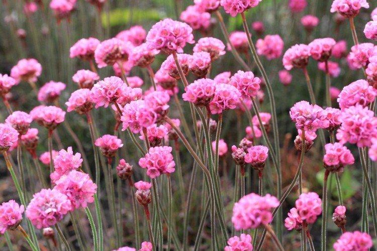 Армерия – фото