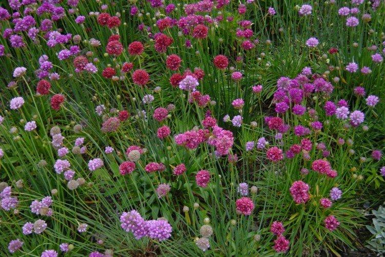 Армерия – фото