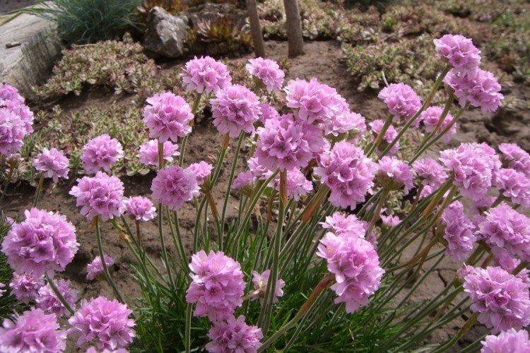 Армерия – фото