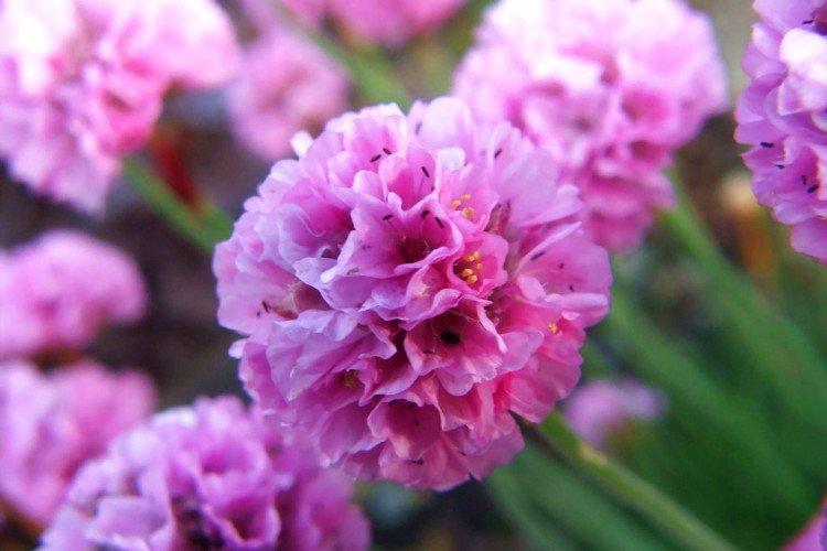 Армерия – фото