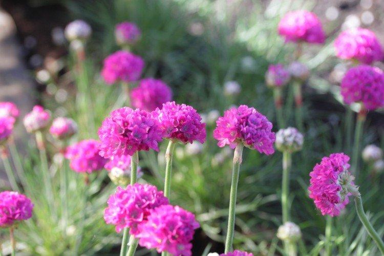 Армерия – фото