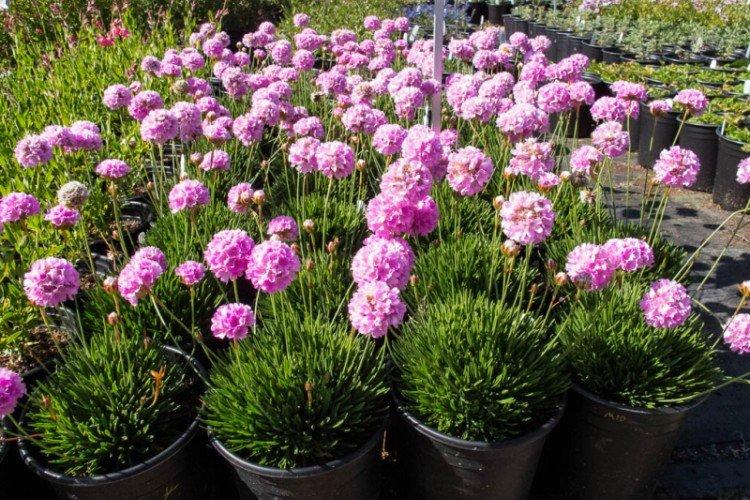 Армерия – фото