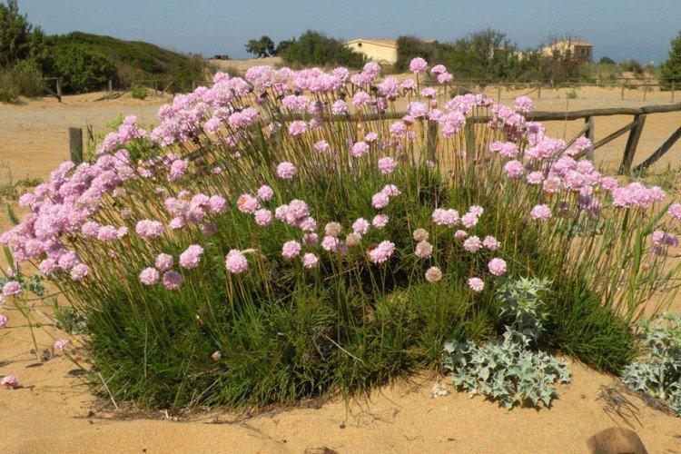 Колючая армерия