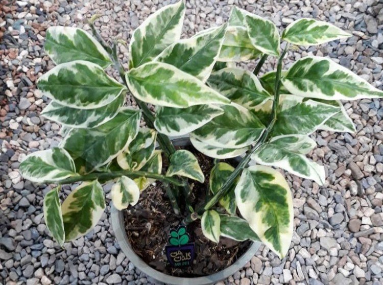 Удобрения и подкормка