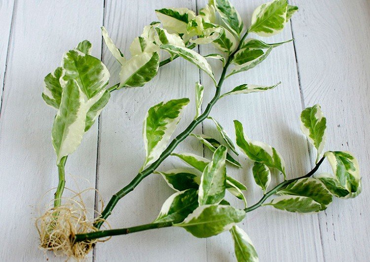 Размножение и посадка педилантуса