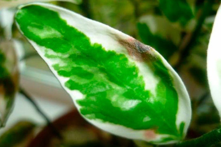 Борьба с вредителями и болезнями