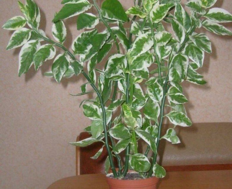 Титималоидный педилантус