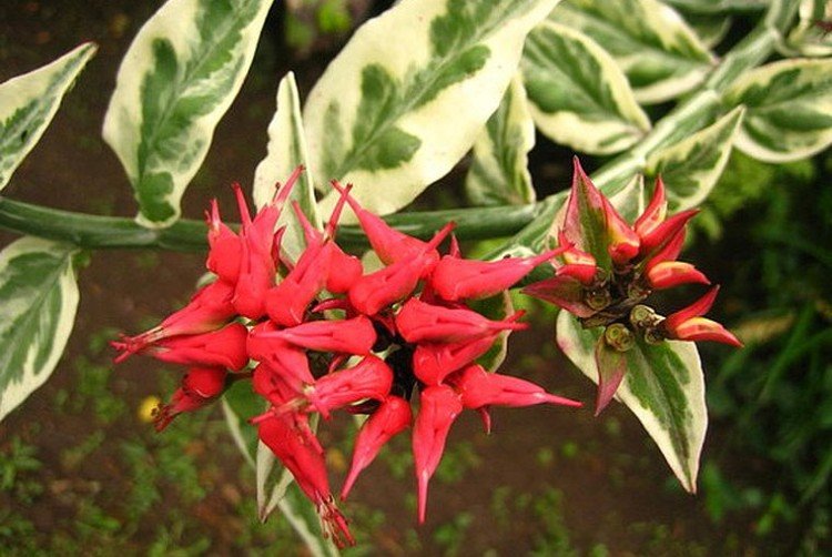 Педилантус – фото