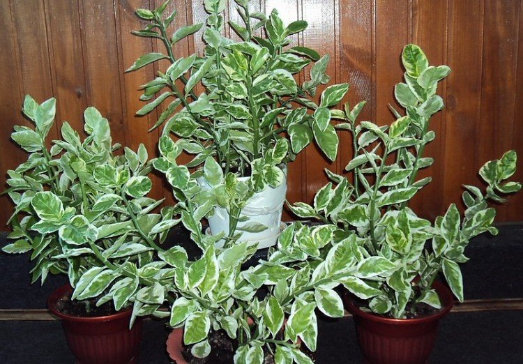 Педилантус – фото