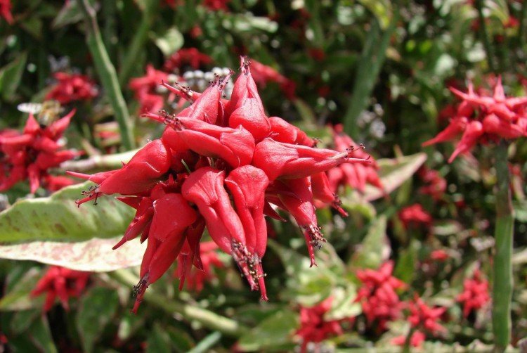 Педилантус – фото