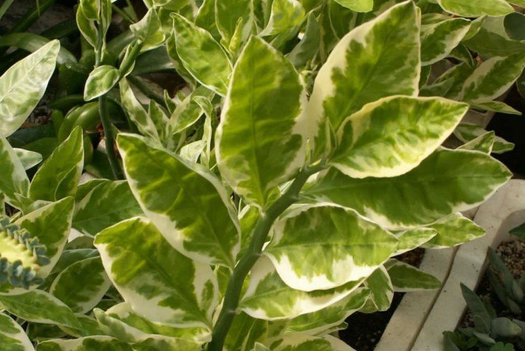 Педилантус – фото