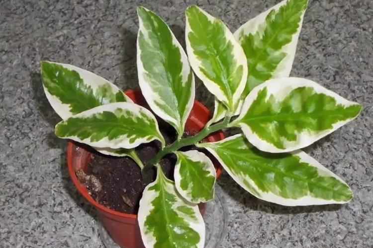 Педилантус – фото