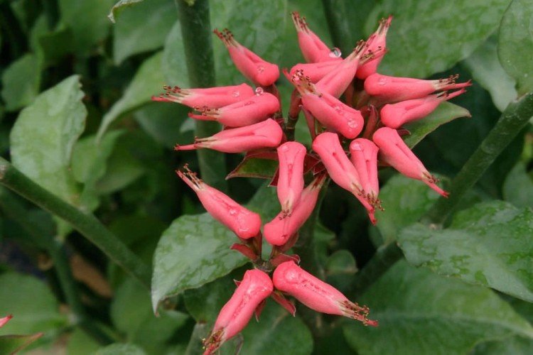 Педилантус – фото