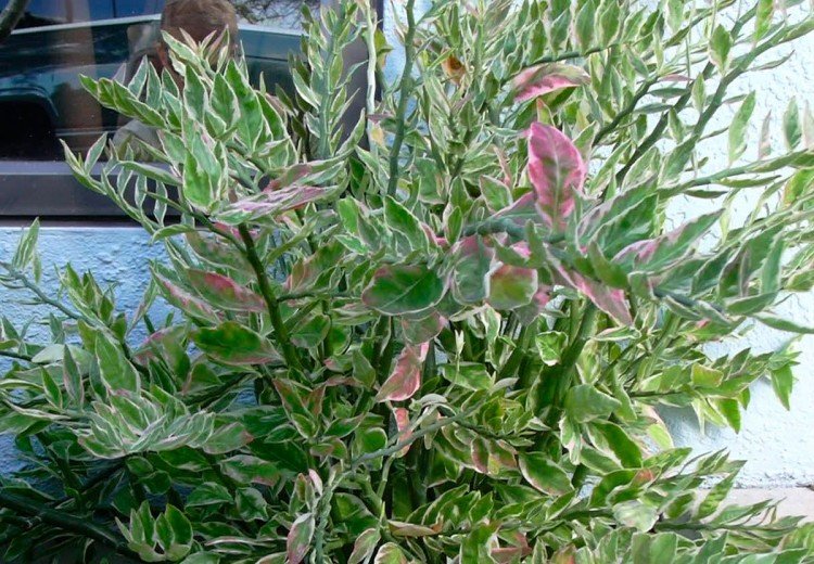 Педилантус – фото