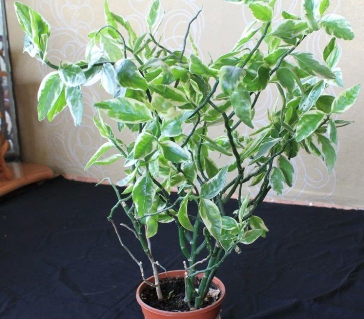 Шпорцевый педилантус