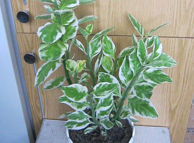 Педилантус – фото