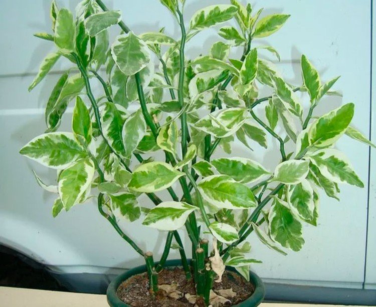 Педилантус – фото