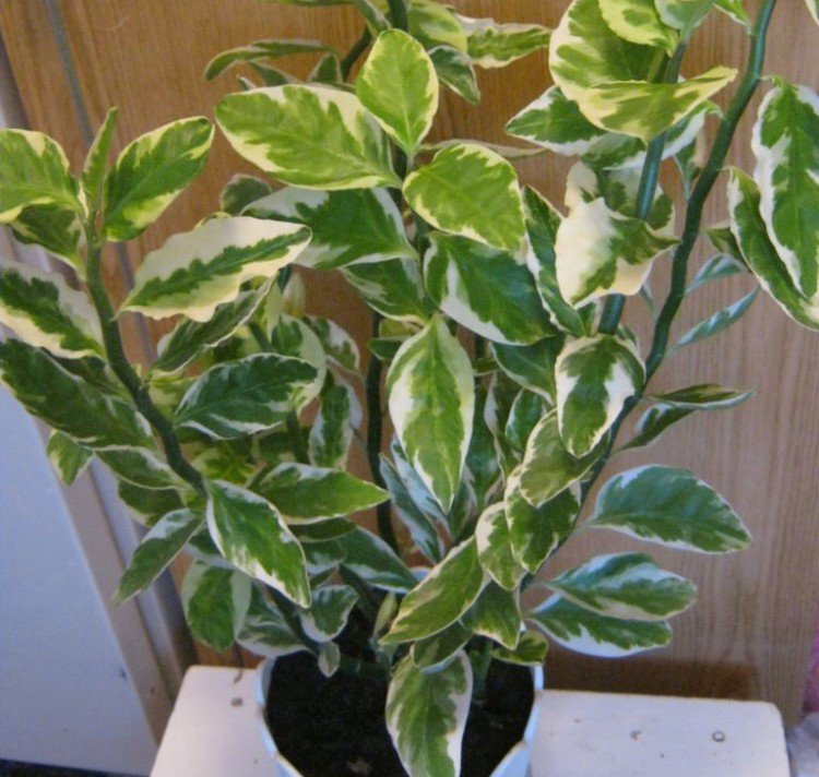 Педилантус – фото