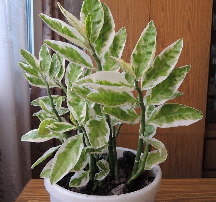 Педилантус – фото