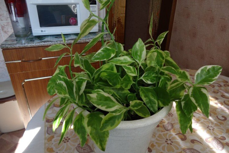 Педилантус Финка