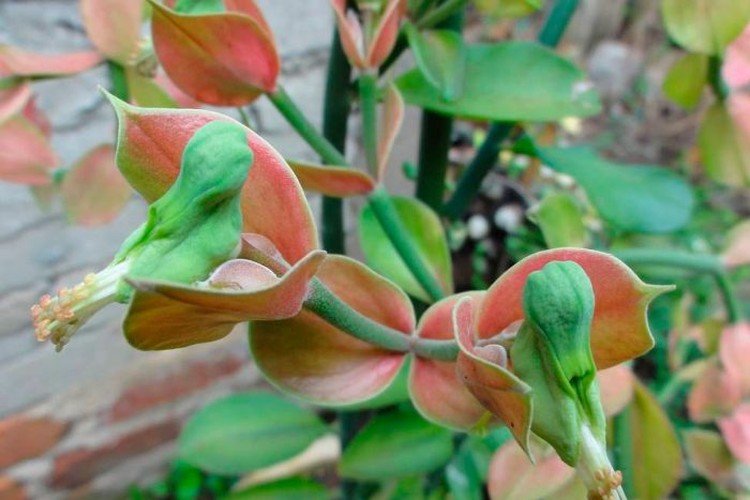 Коалкоманенский педилантус