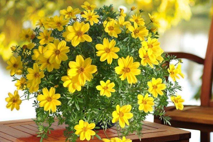 Биденс (60 фото): виды, выращивание и правильный уход