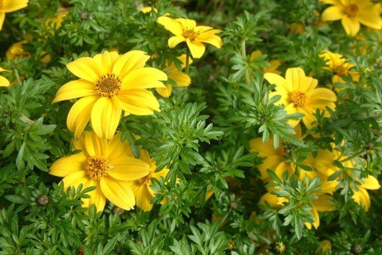 Общая информация